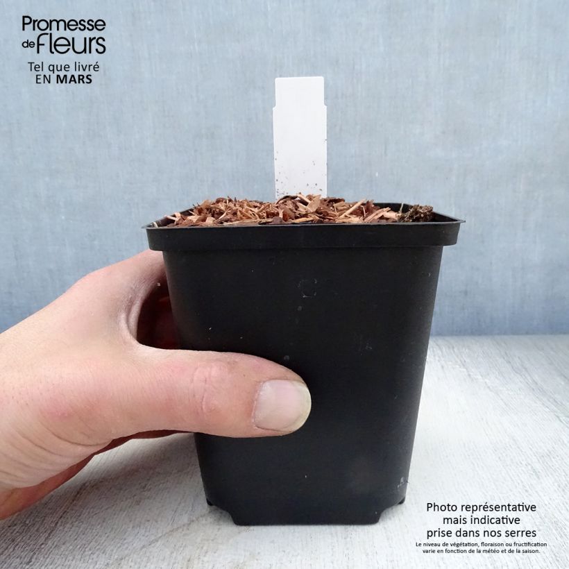 Zingiber mioga 8/9 cm pot sample as delivered in spring