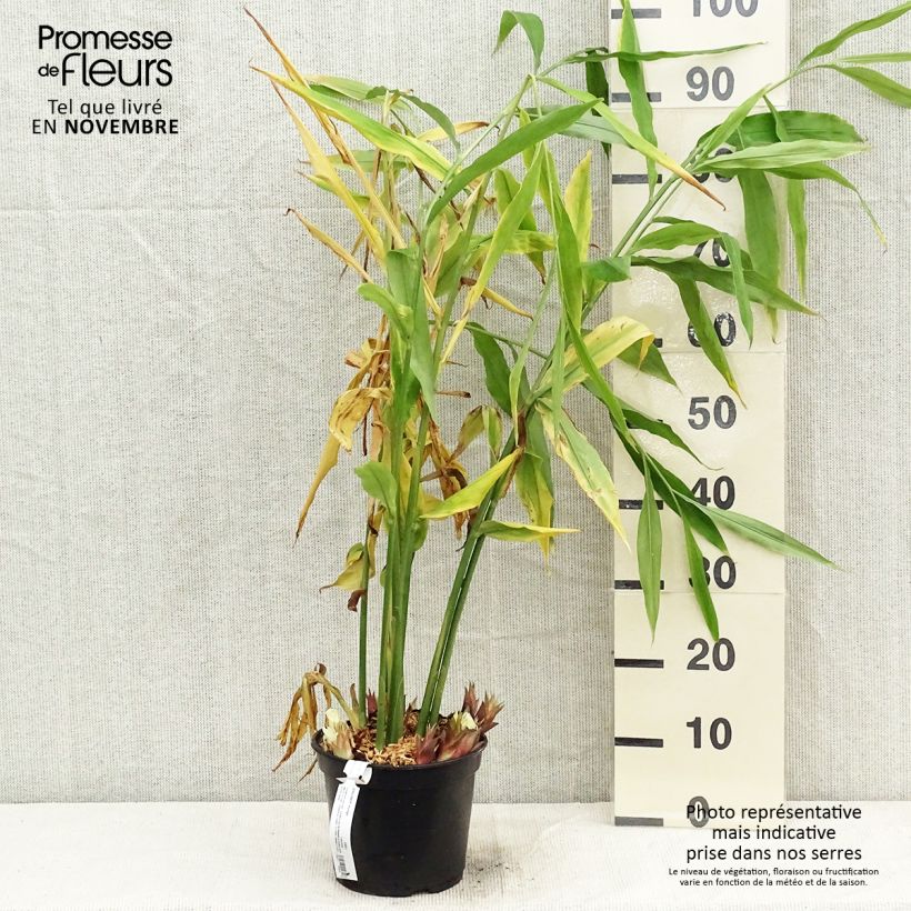 Zingiber mioga 1.5L/2L pot sample as delivered in autumn