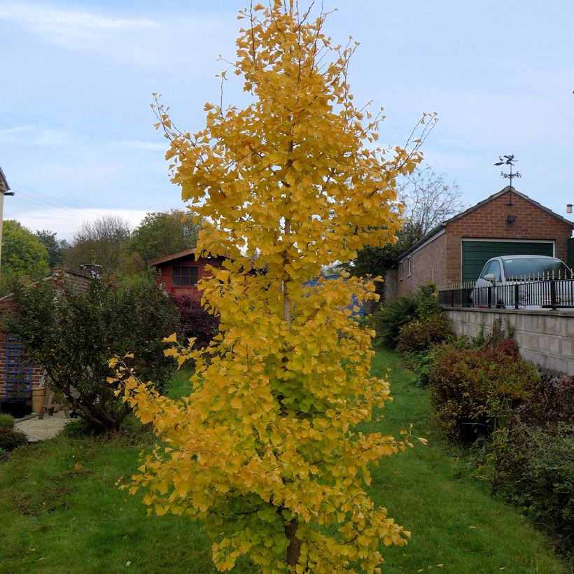 Ginkgo biloba Gold Flame  Desginb2 (Plant habit)
