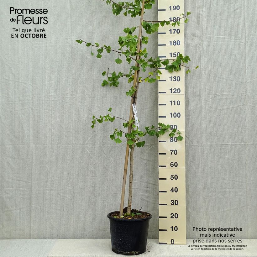 Ginkgo biloba - Maidenhair Tree 7.5L/10L pot sample as delivered in autumn