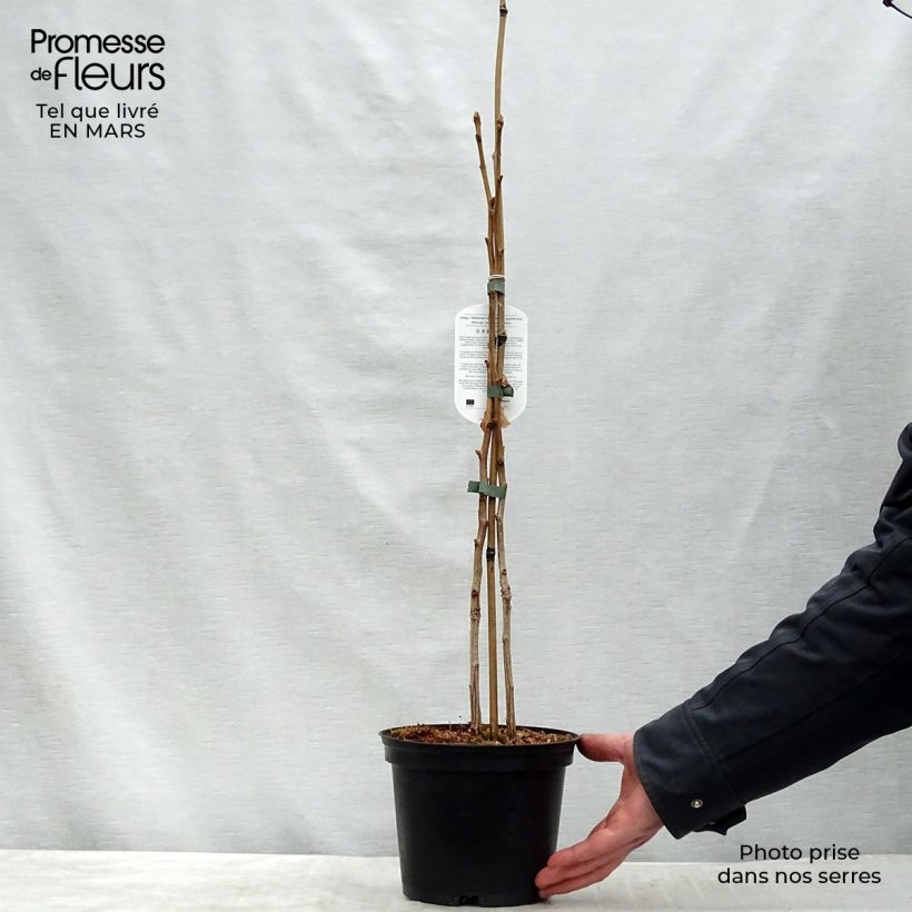 Ginkgo biloba - Maidenhair Tree 2L/3L pot sample as delivered in winter