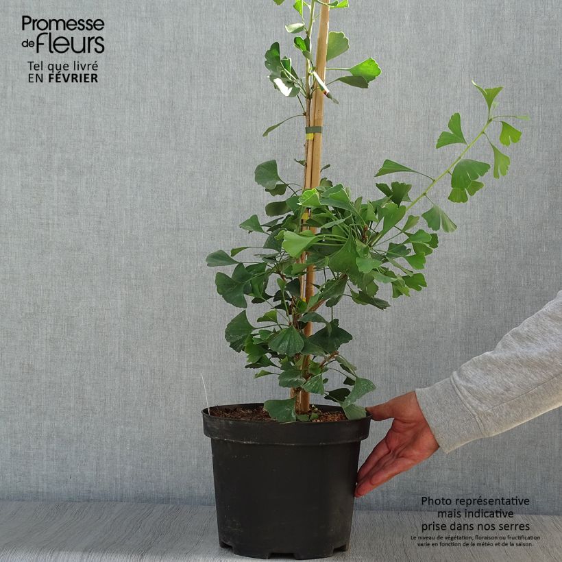 Ginkgo biloba Autumn Gold 7.5L/10L pot sample as delivered in autumn