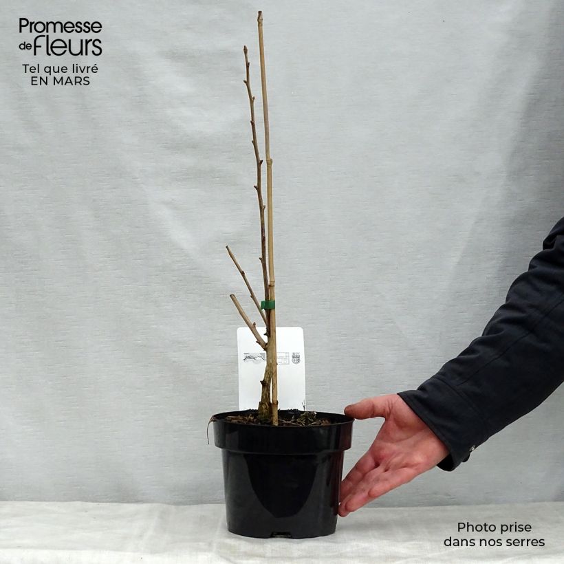 Ginkgo biloba fastigiata Blagon 1L/1.5L pot sample as delivered in spring