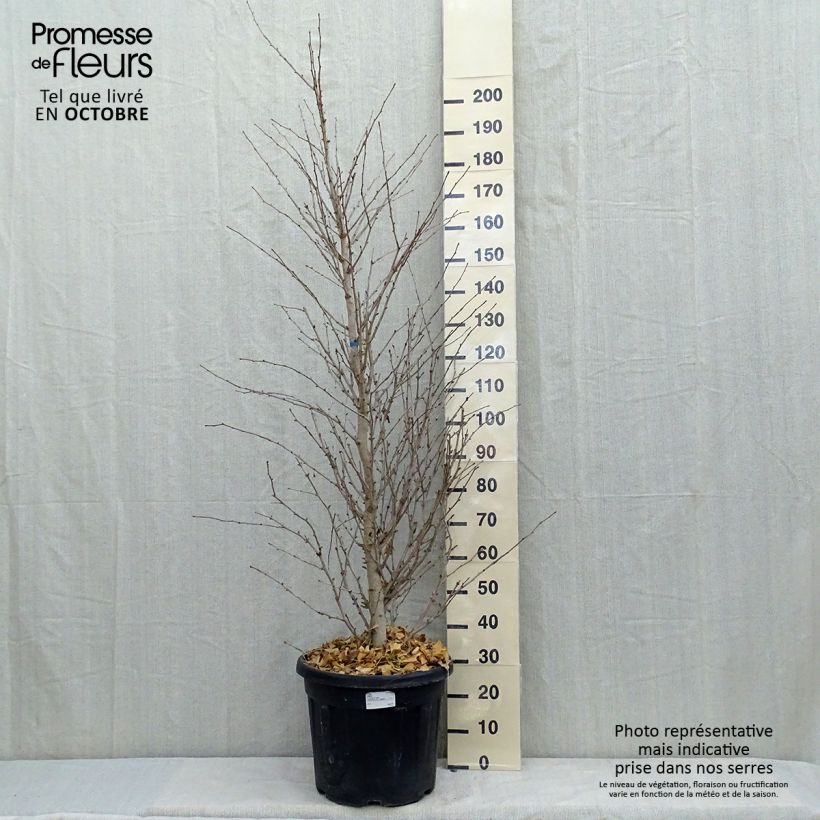 Ginkgo biloba Eiffel 30L/35L pot sample as delivered in autumn