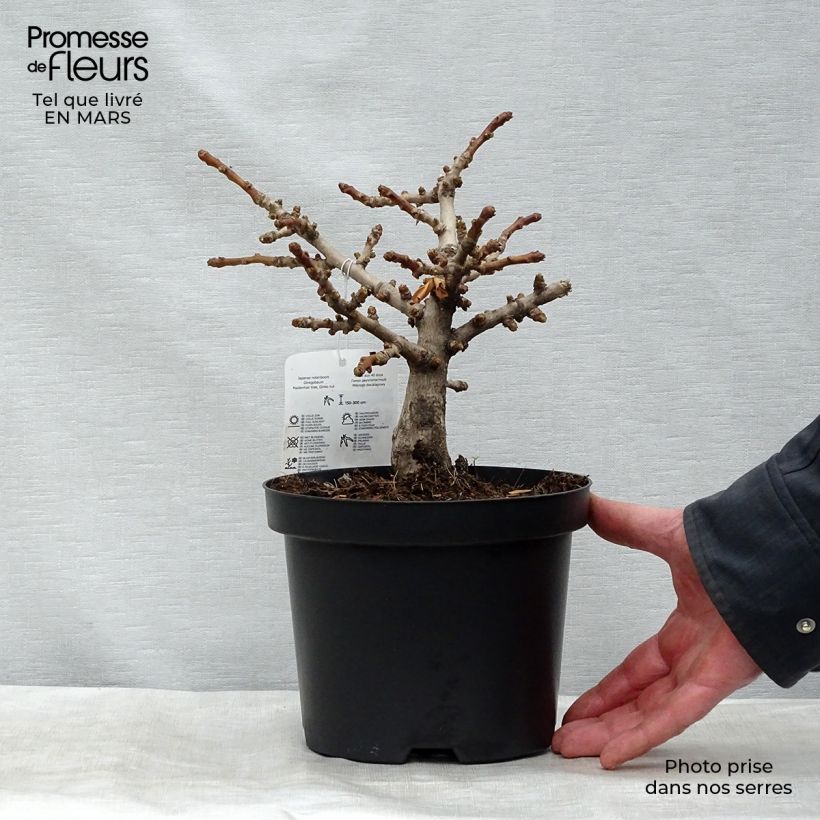 Ginkgo biloba Mariken 2L/3L pot, Bush sample as delivered in spring