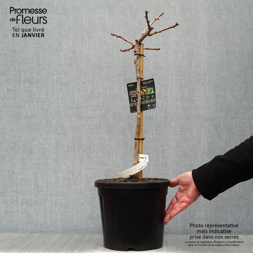 Ginkgo biloba Mariken 7.5L/10L pot sample as delivered in winter