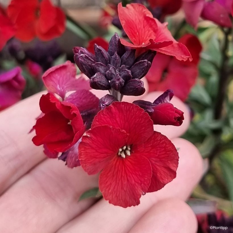 Erysimum Colour Vibe Red - Wallflower (Flowering)