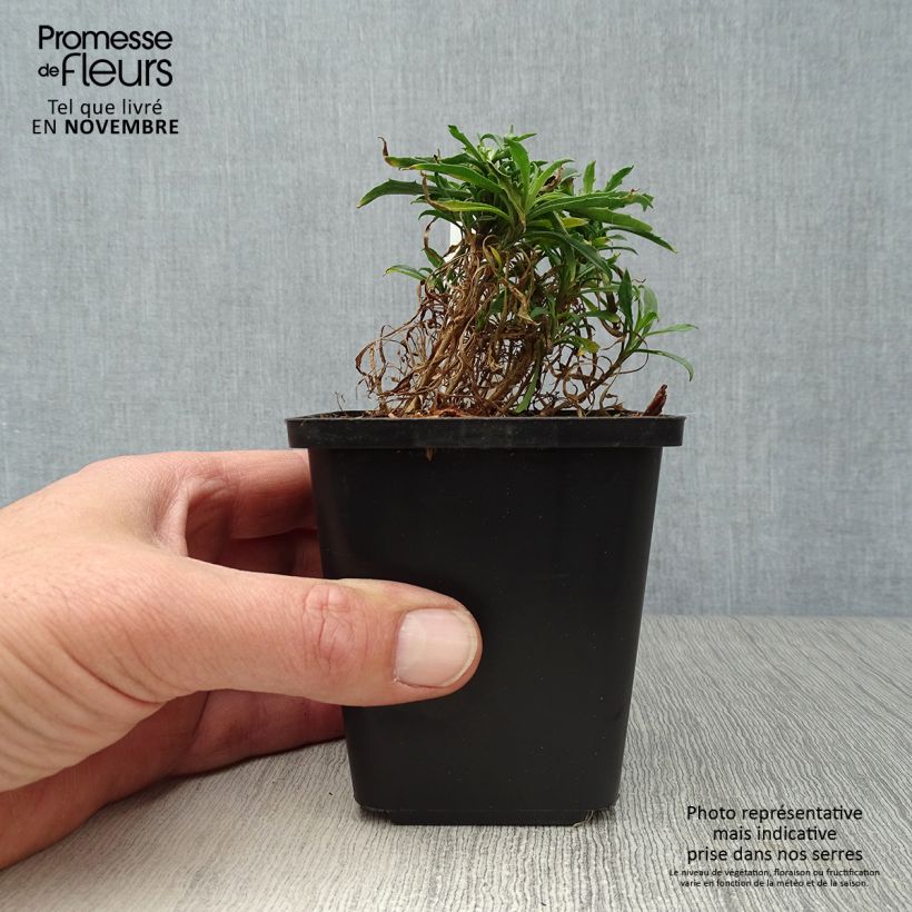 Erysimum Constant Cheer - Wallflower 8/9 cm pot sample as delivered in autumn
