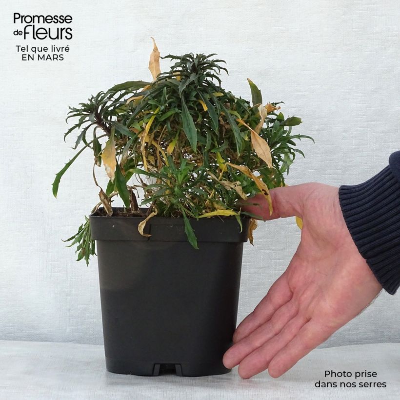 Erysimum Constant Cheer - Wallflower 2L/3L pot sample as delivered in spring