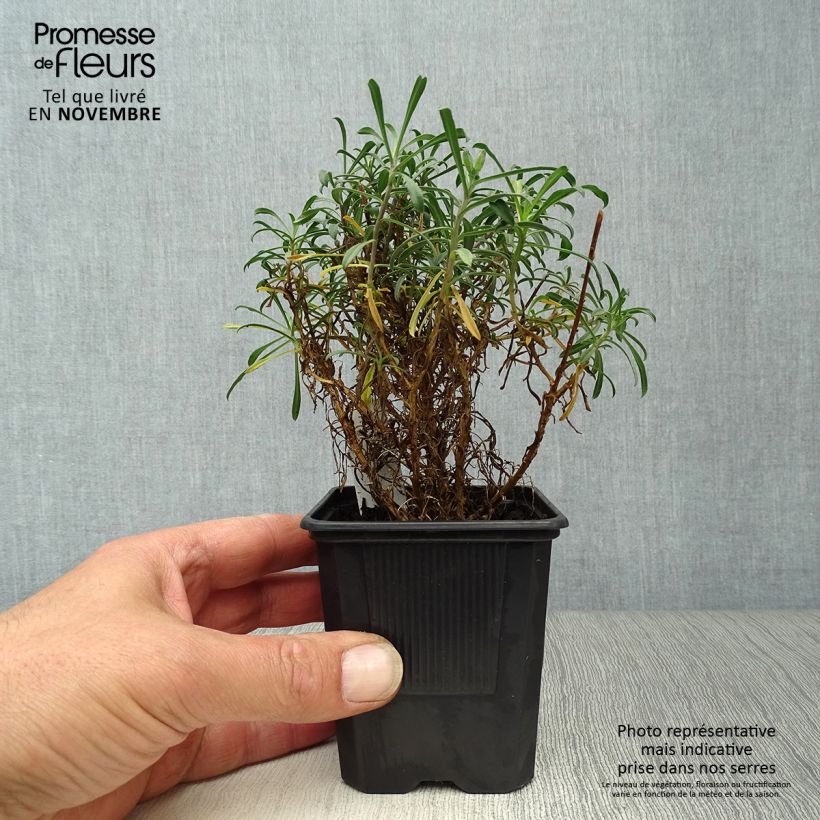 Erysimum linifolium Bowless Mauve - Wallflower 8/9 cm pot sample as delivered in autumn
