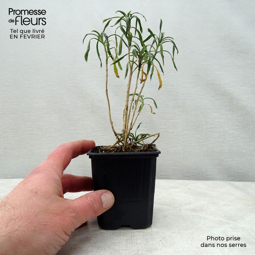 Erysimum linifolium Bowless Mauve - Wallflower 8/9 cm pot sample as delivered in winter