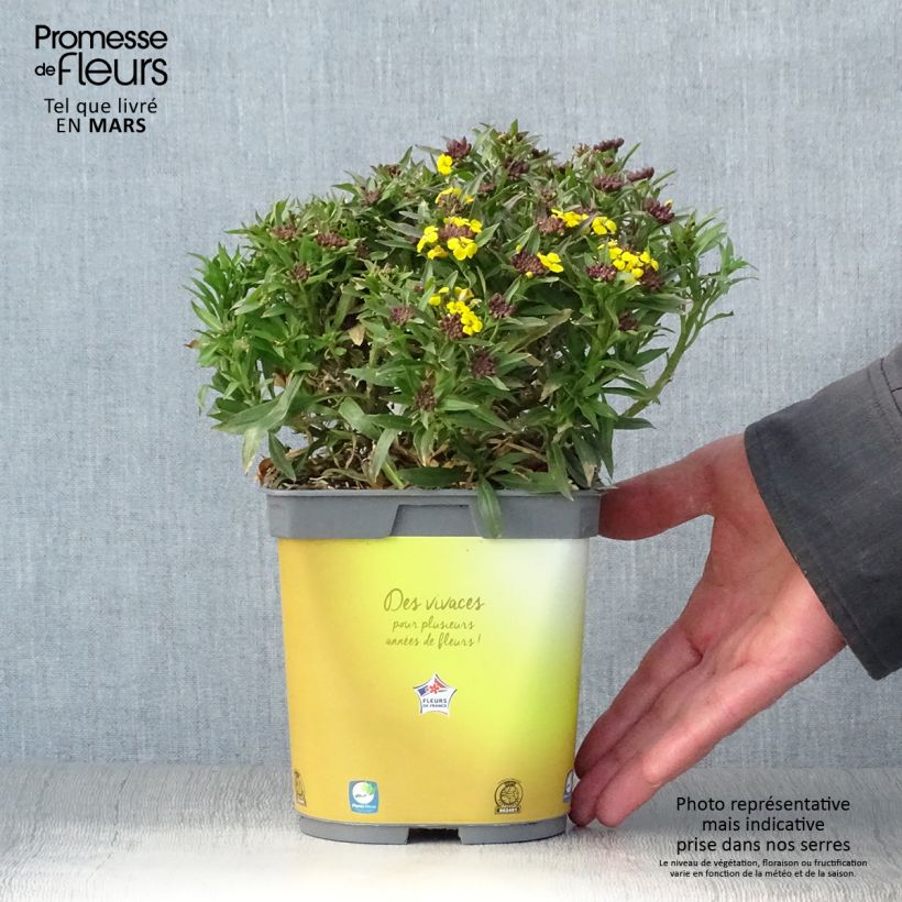 Erysimum suffruticosum Gold Cup - Wallflower 2L/3L pot sample as delivered in spring