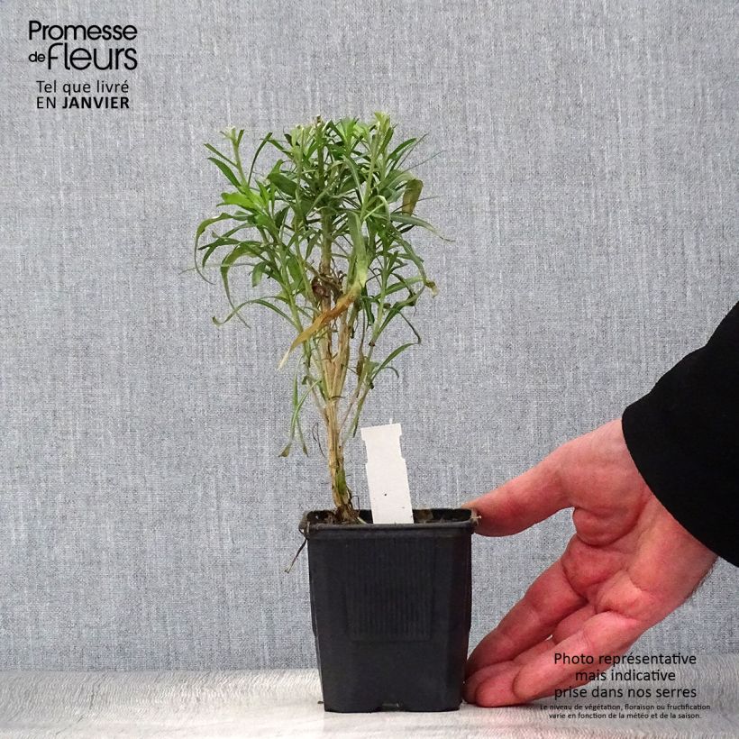 Erysimum Poem Lavender - Wallflower 8/9 cm pot sample as delivered in winter