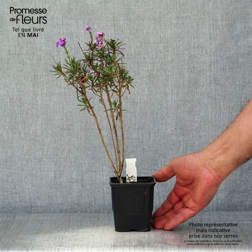 Erysimum Poem Lavender - Wallflower 8/9 cm pot sample as delivered in spring