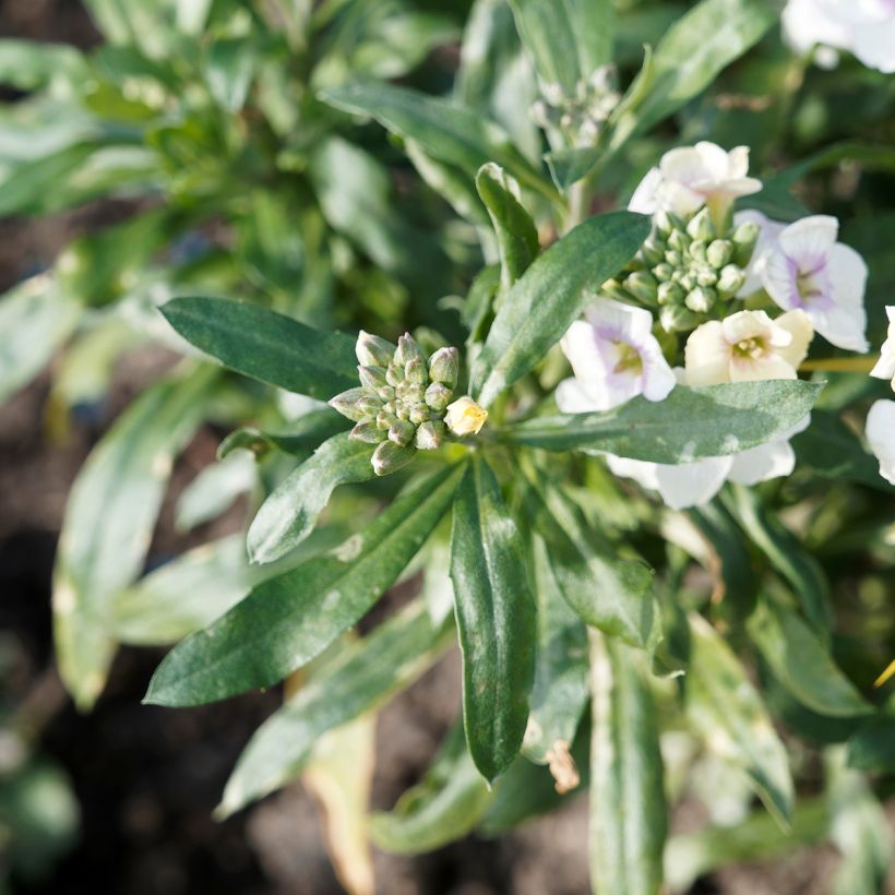 Erysimum Rysi Moon Plug Plant - Perennial Wallflower (Foliage)