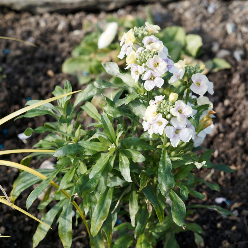 Erysimum Rysi Moon Plug Plant - Perennial Wallflower (Plant habit)