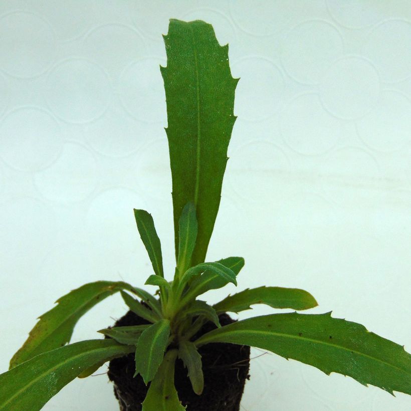 Erysimum Winter Joy Plug Plant - Perennial Wallflower (Foliage)