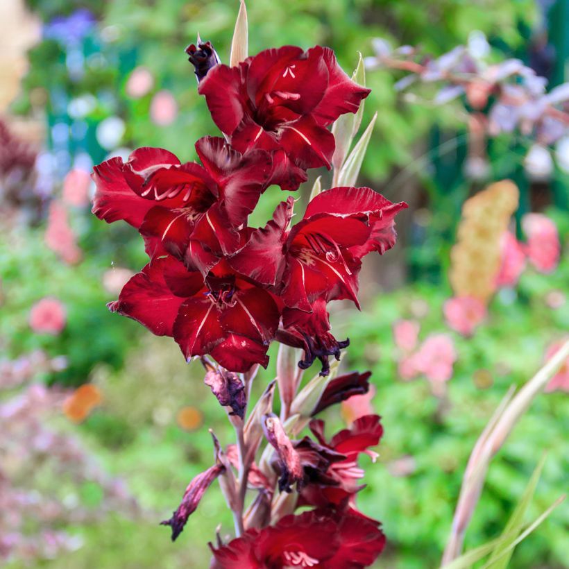 Gladiolus grandiflorus Tom - Sword Lily (Flowering)