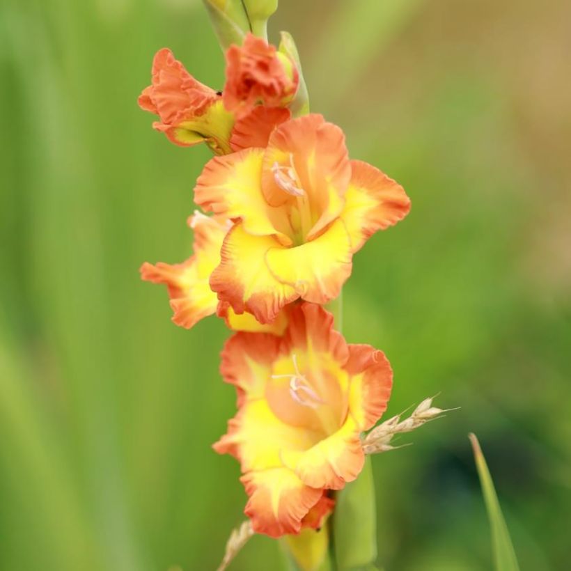 Gladiolus grandiflorus Princess Margaret Rose - Sword Lily (Flowering)