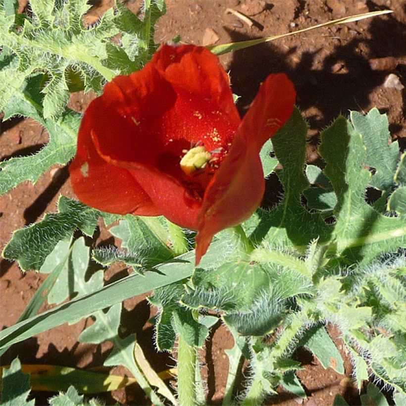 Glaucium corniculatum (Flowering)
