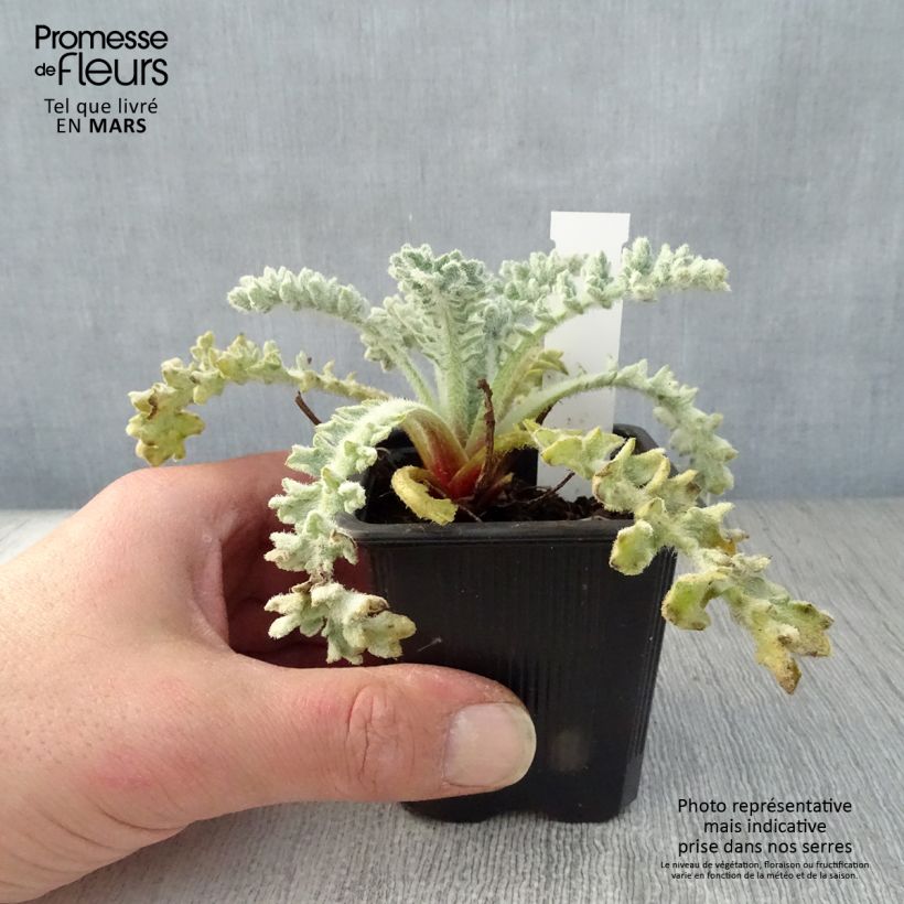 Glaucium flavum 8/9 cm pot sample as delivered in spring