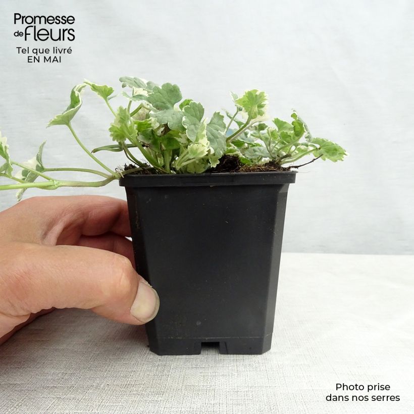Glechoma hederacea Variegata - Variegated Ground Ivy 8/9 cm pot sample as delivered in spring