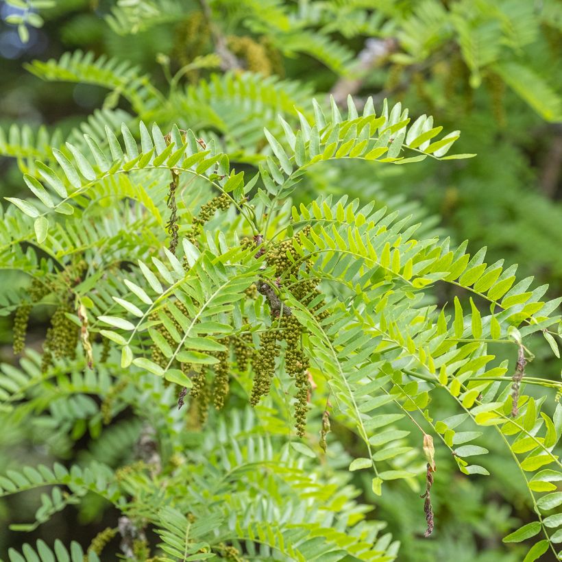 Gleditsia triacanthos f. inermis SKYLINE - Honeylocust (Flowering)
