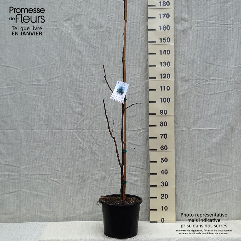 Gleditsia triacanthos f. inermis SKYLINE - Honeylocust 7.5L/10L pot sample as delivered in winter