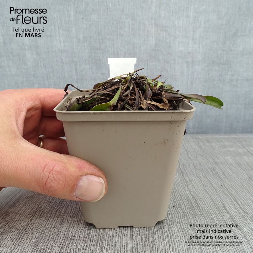 Globularia trichosantha 8/9 cm pot sample as delivered in winter