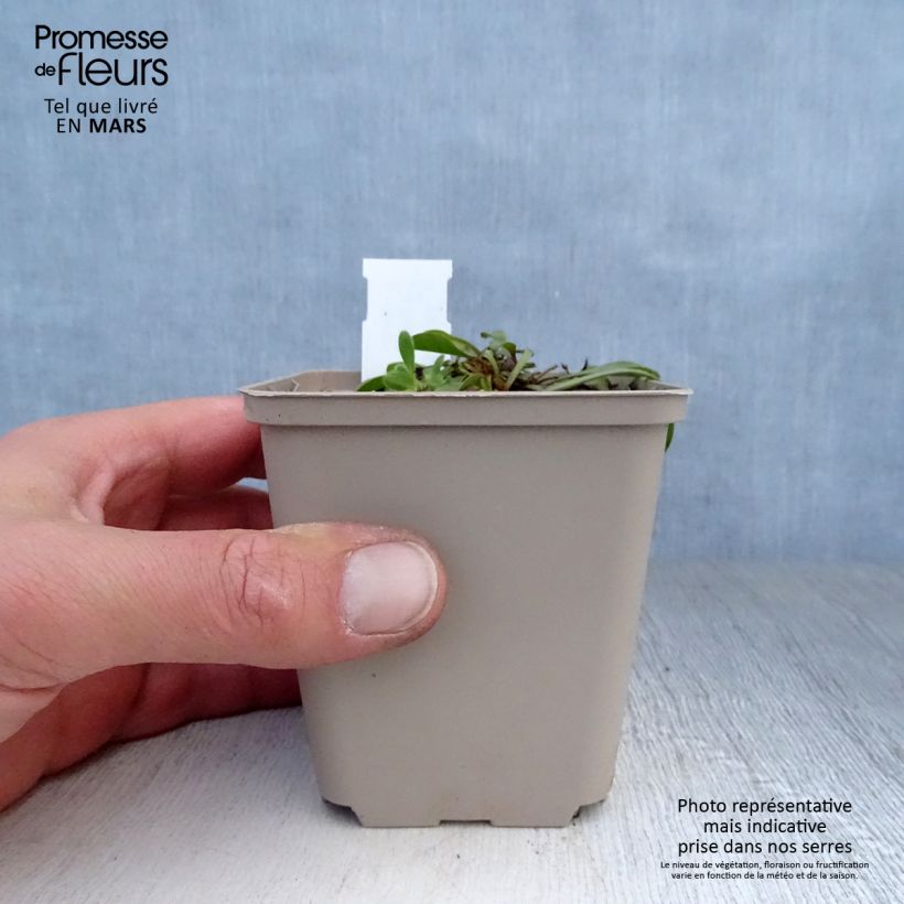 Globularia trichosantha 8/9 cm pot sample as delivered in spring