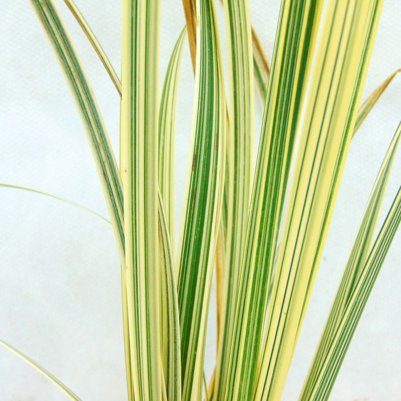 Glyceria maxima Variegata (Foliage)