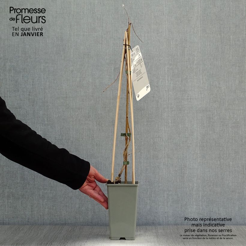 Wisteria frutescens var. macrostachya Blue Moon 2L/3L pot sample as delivered in winter