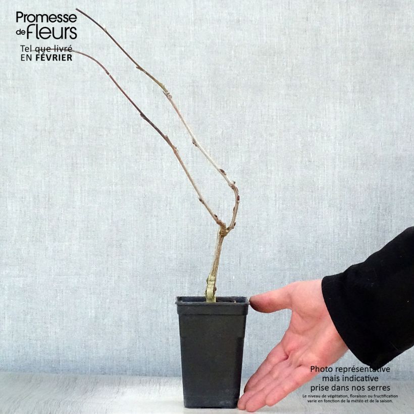 Wisteria GRANDE DIVA BARBARA 1L/1.5L pot sample as delivered in winter