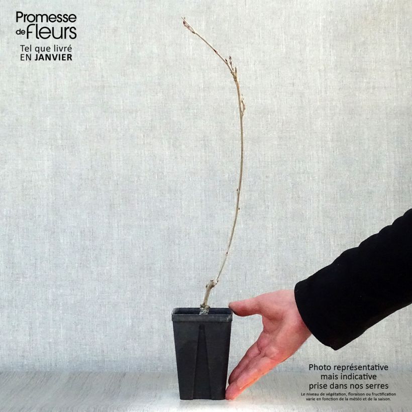 Wisteria GRANDE DIVA CECILIA 8/9 cm pot sample as delivered in winter