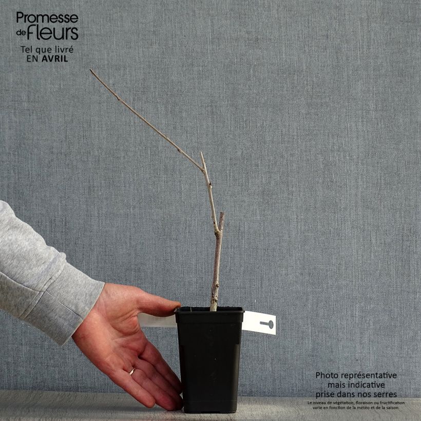 Wisteria GRANDE DIVA CECILIA 8/9 cm pot sample as delivered in spring