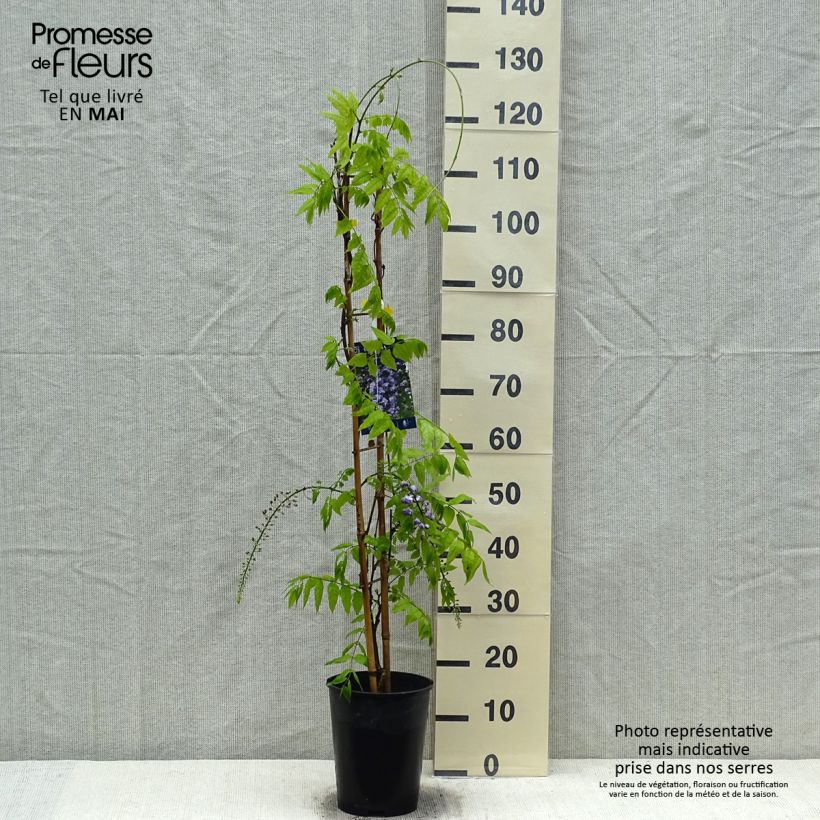 Wisteria GRANDE DIVA CECILIA 4L/5L pot sample as delivered in spring