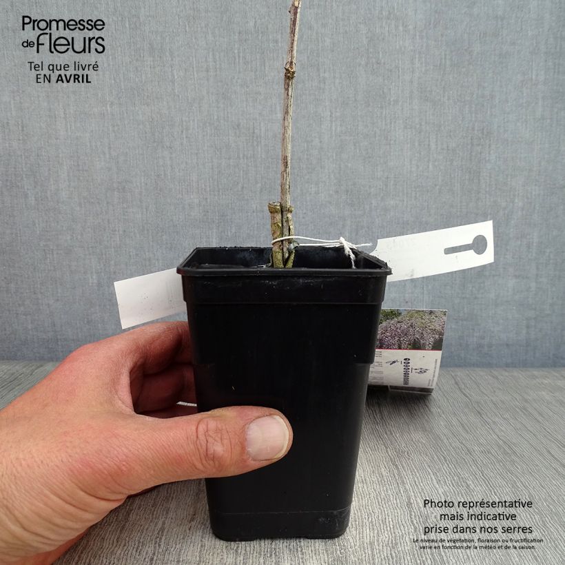 Wisteria GRANDE DIVA Maria 1L/1.5L pot sample as delivered in spring