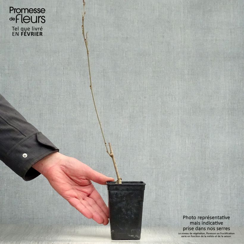 Wisteria GRANDE DIVA NATHALIE 1L/1.5L pot sample as delivered in winter