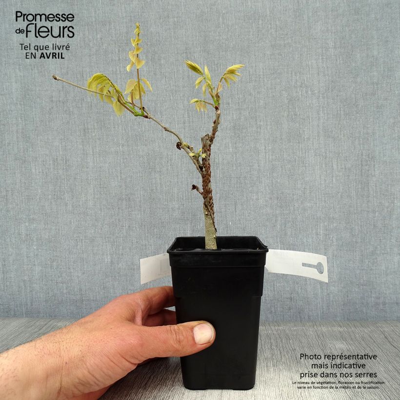 Wisteria GRANDE DIVA NATHALIE 1L/1.5L pot sample as delivered in spring