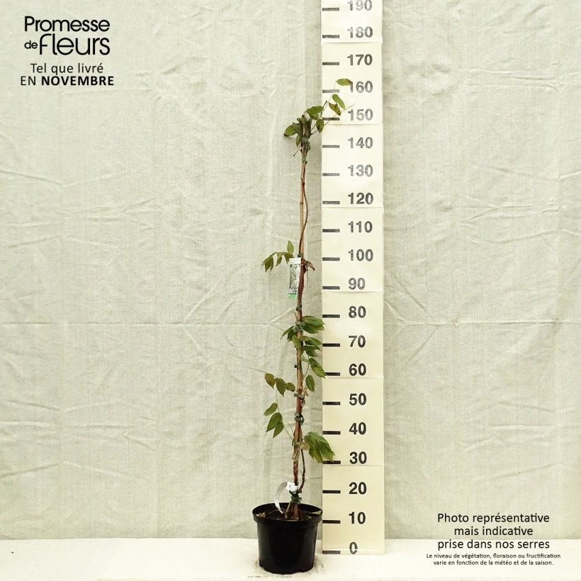 Wisteria brachybotrys White Silk 4L/5L pot sample as delivered in autumn