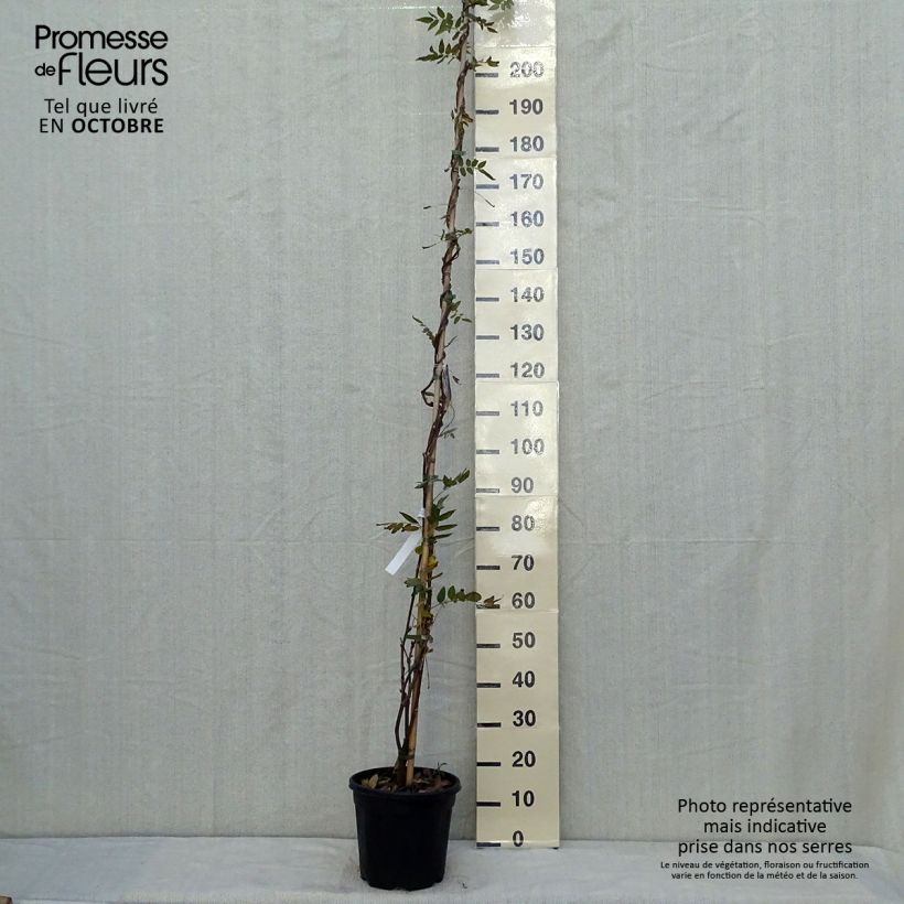 Wisteria brachybotrys Yokohama Fuji 7.5L/10L pot sample as delivered in autumn