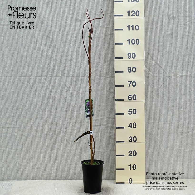 Wisteria frutescens Longwood Purple 3L/4L pot sample as delivered in winter