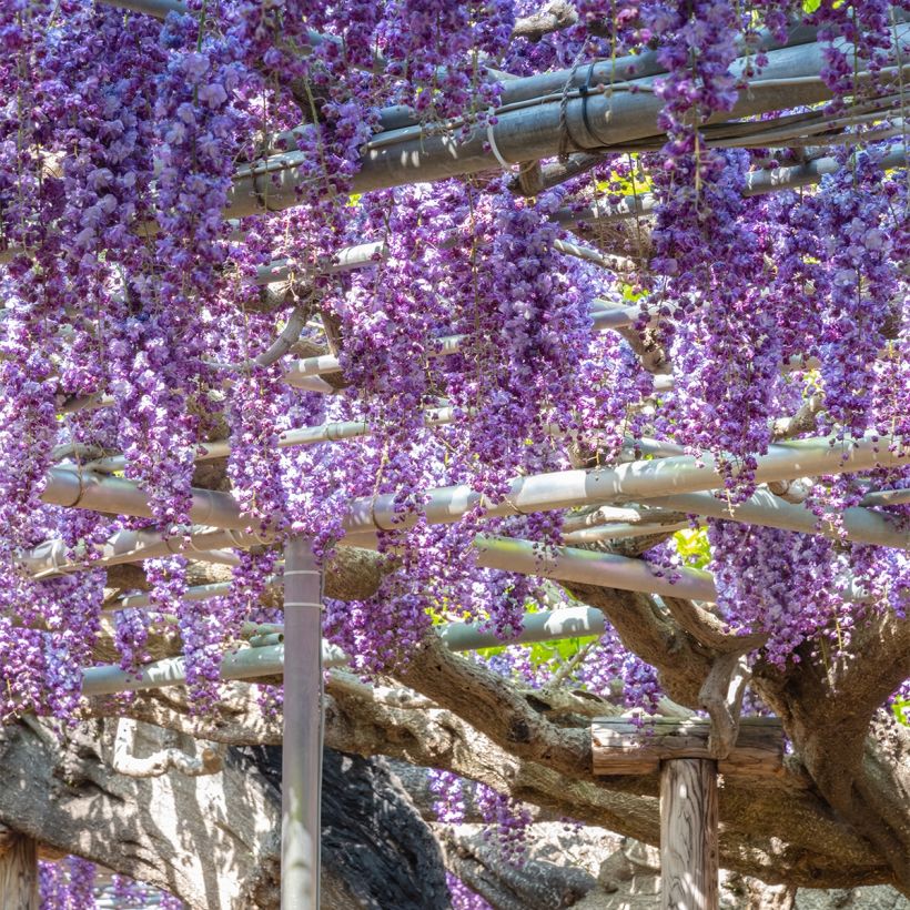 Wisteria sinensis Flore Pleno (Plant habit)