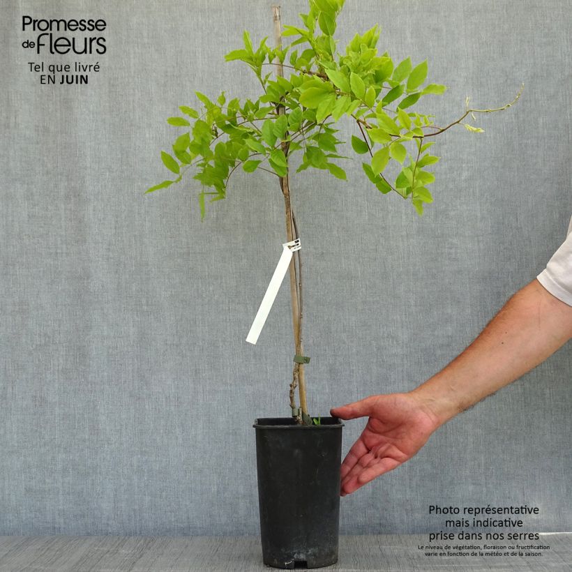 Wisteria sinensis  2L/3L pot sample as delivered in spring