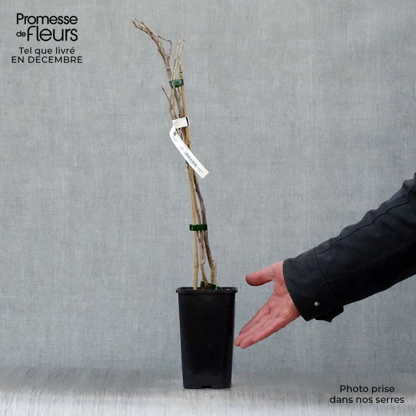 Wisteria sinensis Prolific 1.5L/2L pot sample as delivered in winter