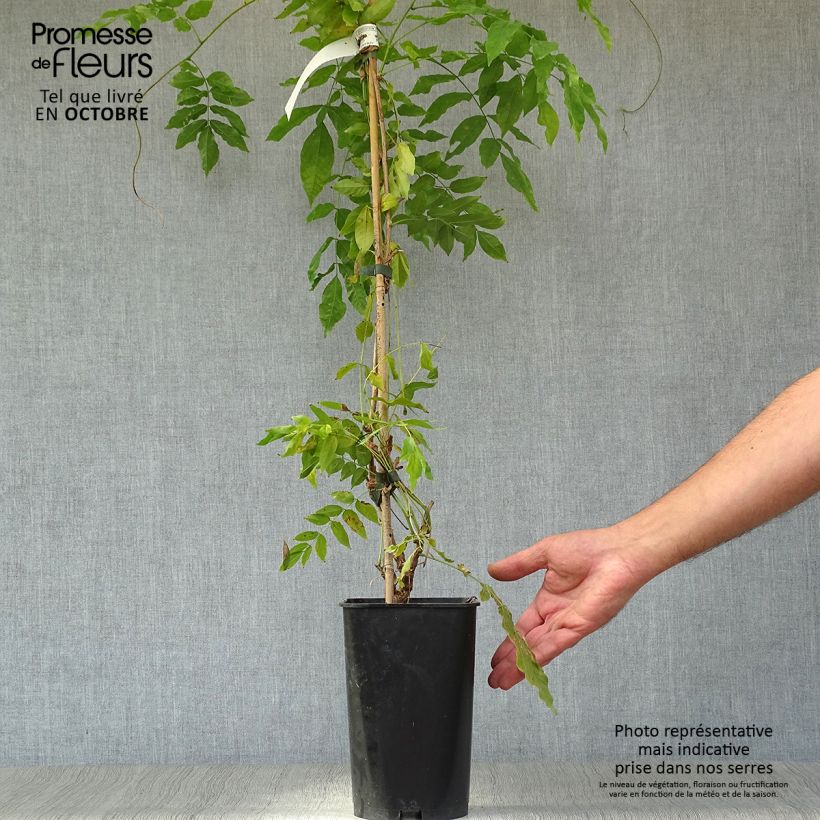 Millettia japonica Satsuma 2L/3L pot sample as delivered in autumn
