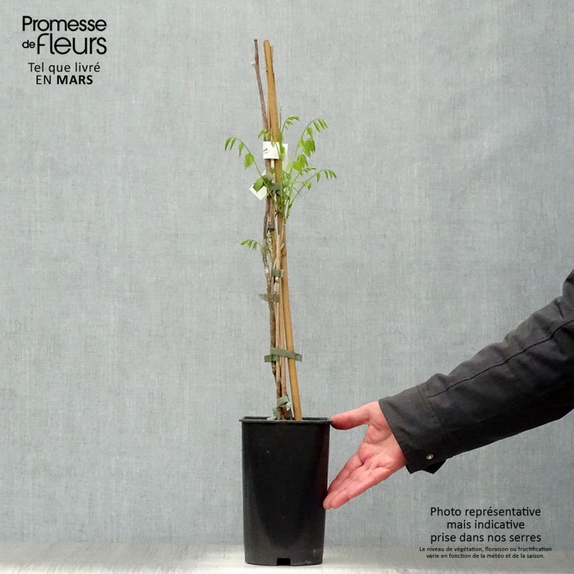 Millettia japonica Satsuma 2L/3L pot sample as delivered in spring