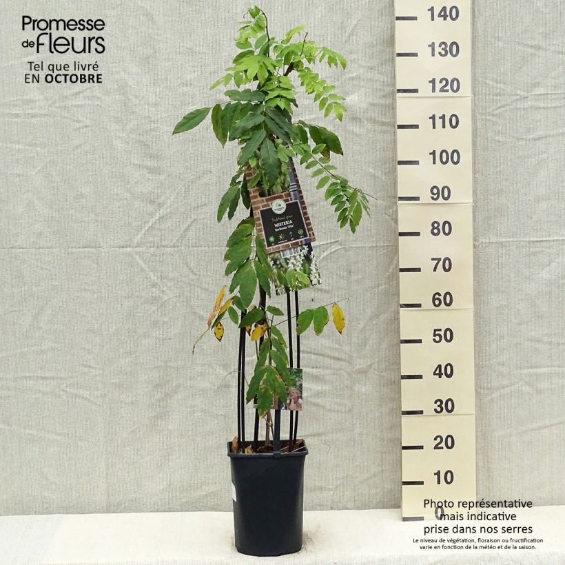 Wisteria floribunda Alba 3L/4L pot sample as delivered in autumn