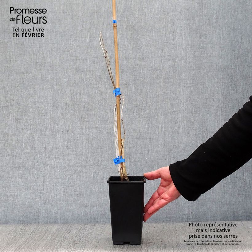 Wisteria floribunda Domino 1.5L/2L pot sample as delivered in winter