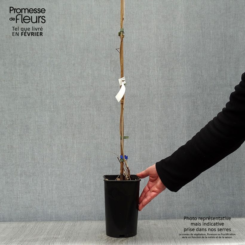 Wisteria floribunda Violacea Plena 2L/3L pot sample as delivered in winter